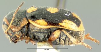 Media type: image; Entomology 9284   Aspect: habitus lateral view